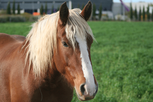 cheval occitanie
