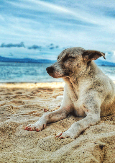 plage chien occitanie